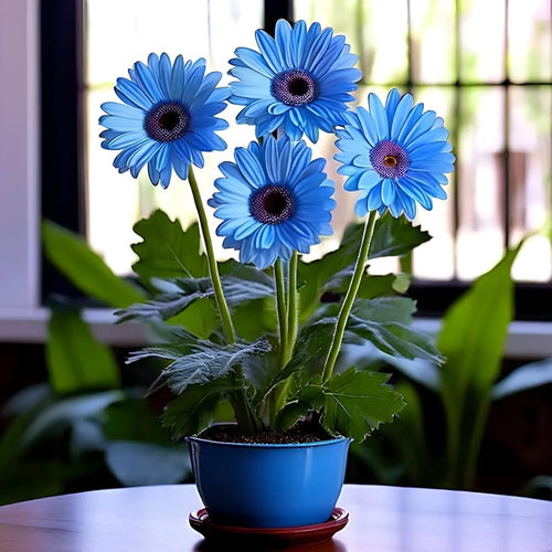 Blue Gerbera Daisy flower seeds for planting in home gardens and containers.