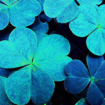 Blue Green Clover plants forming a dense ground cover in a garden.