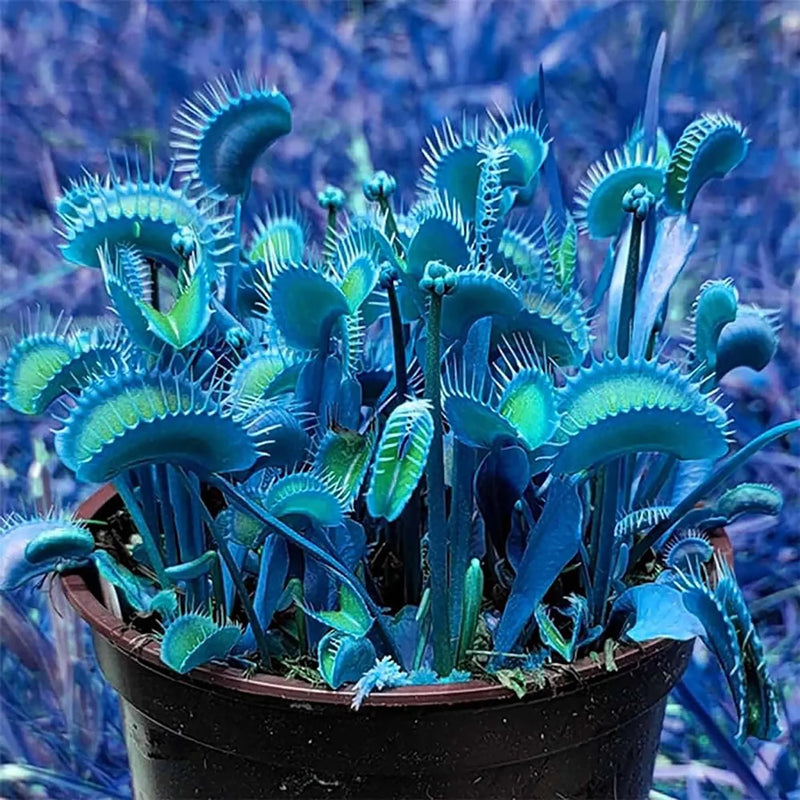 Blue Green Venus Flytrap plant seeds for terrariums and indoor plant collections.