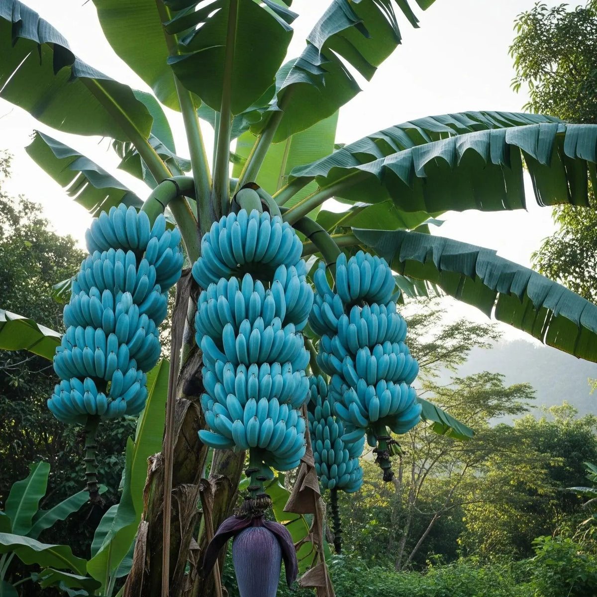 Young Blue Java Banana plant growing outdoors