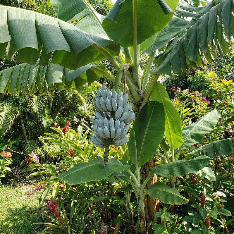 Blue Java banana seeds for planting in home gardens