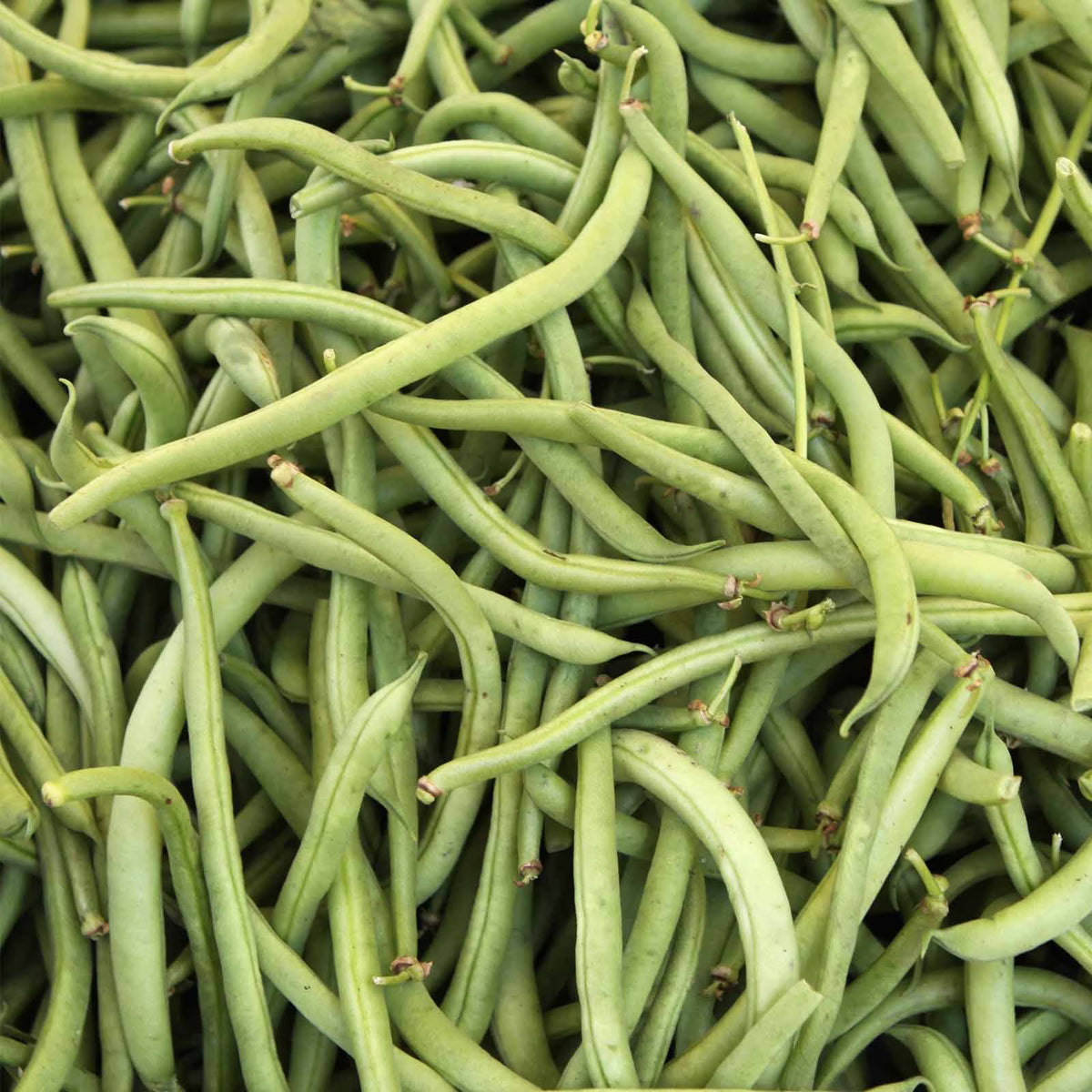 Fresh Blue Lake Bush Bean pods growing on compact plants.