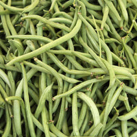 Fresh Blue Lake Bush Bean pods growing on compact plants.