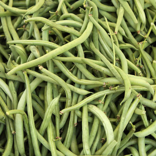 Fresh Blue Lake Bush Bean pods growing on compact plants.