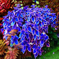 Blue-White Coleus Herb Seeds
