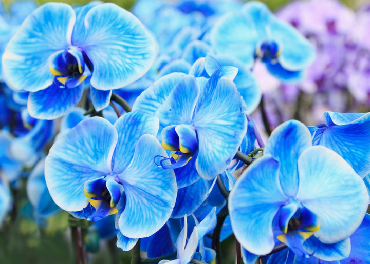 Orchid Flower Seeds for Planting, Heirloom, Non-GMO, 100 pcs