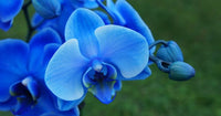 Organic Sky Blue Orchid Flower Seeds for Planting – Fresh, Heirloom, Non-GMO Seeds