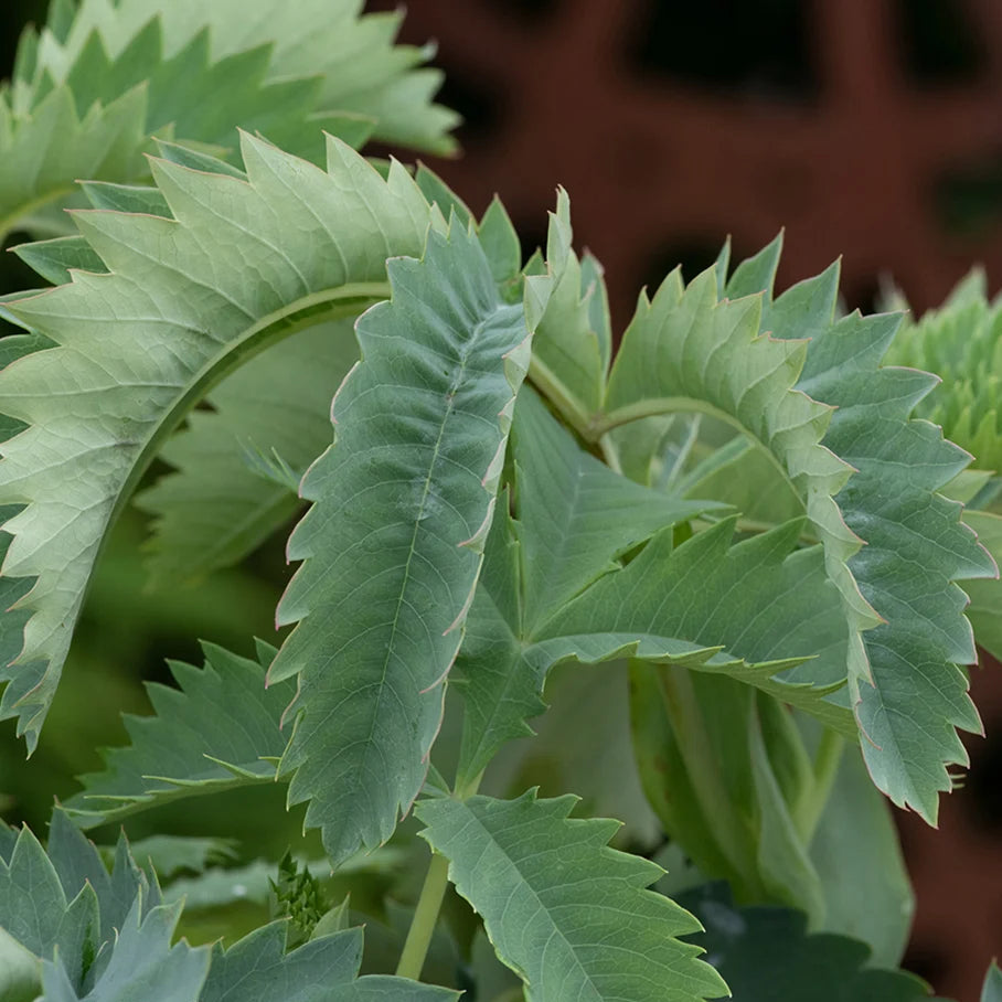 Blue Peanut ornamental plant seeds for growing attractive ground cover.