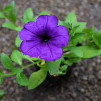 Blue Petunia flowers growing in a decorative hanging basket