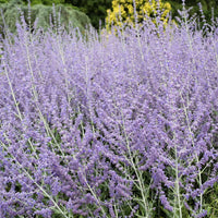 Blue Steel Russian Sage seeds for planting in home gardens