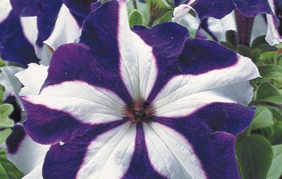 Blue (Blue scientific name) for planting in garden