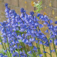 Elegant Bluebell flowers growing in garden borders and landscapes