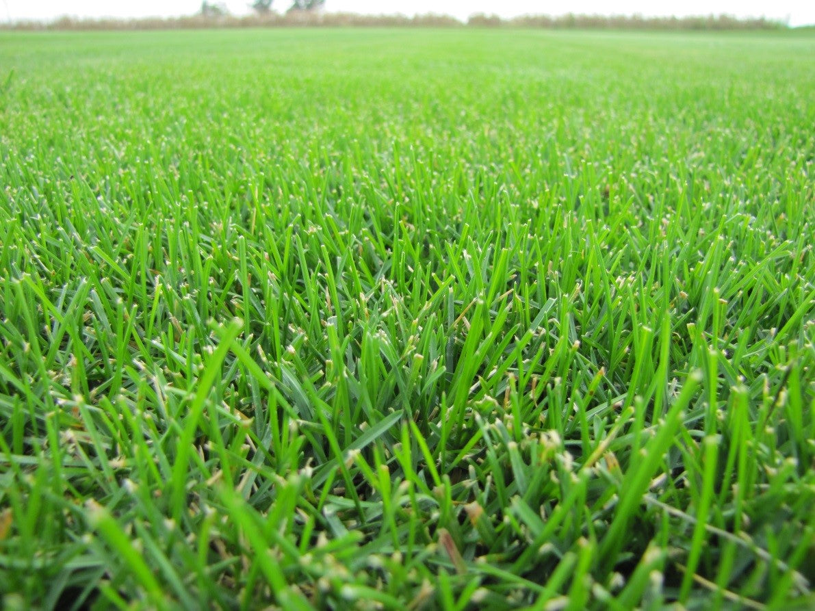 DuraBlue Kentucky Bluegrass Seed