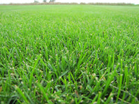 DuraBlue Kentucky Bluegrass Seed