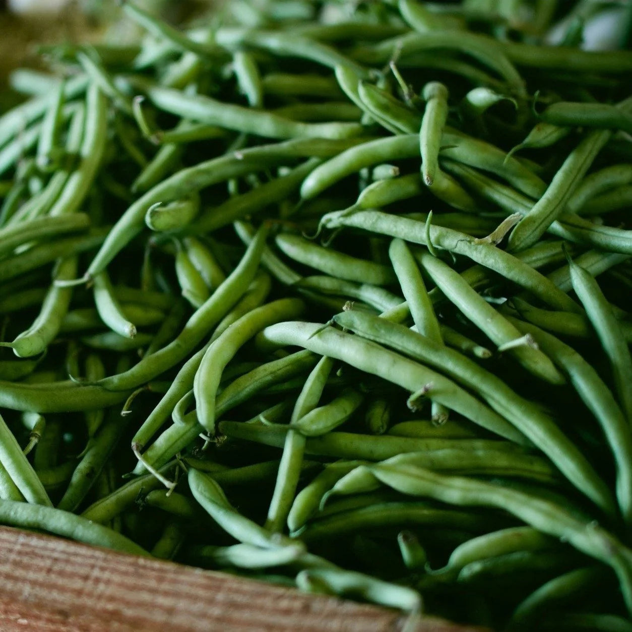Blue Lake Bush Bean Seeds for Garden Beds, Raised Beds, Containers & Outdoor Growing