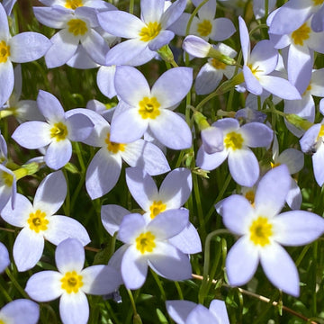 Bluets Houstonia flower seeds for planting in home gardens and rock gardens.