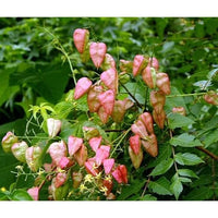 Red Koelreuteria Flower Seeds for Planting - NON GMO Seeds