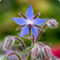 Blue flowering Borage herb growing in a garden bed