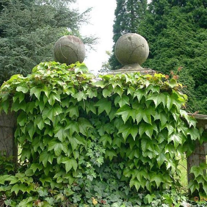 Parthenocissus Tricuspidata Flower Seeds – Heirloom, Non-GMO, Climbing Vine Blooms for Garden Planting