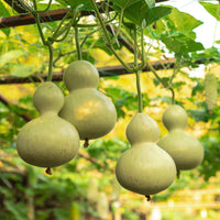 Bottle Gourd Birdhouse Gourd heirloom seeds for home garden planting