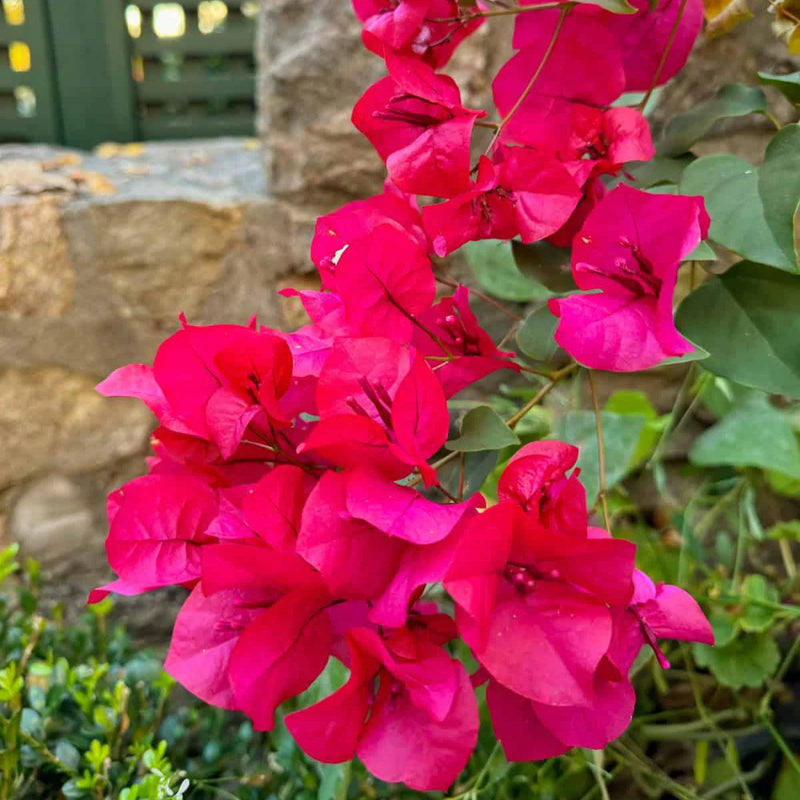 Bougainvillea Flower Seeds Heirloom Non GMO Planting - 100 pcs