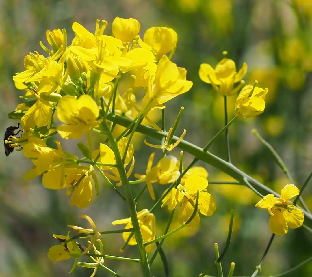 Canola Oil Flower Seeds Heirloom Non GMO Planting - 100 pcs