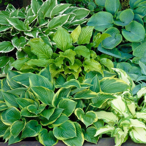 Broad Leaf Hosta bulb for natural outdoor garden décor.