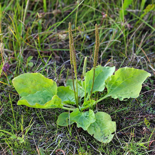 Broadleaf Plantain Green Leaves Growing Outdoors