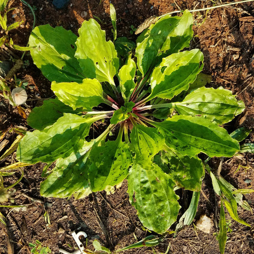 Broadleaf Plantain Plantago Major Seeds for Planting