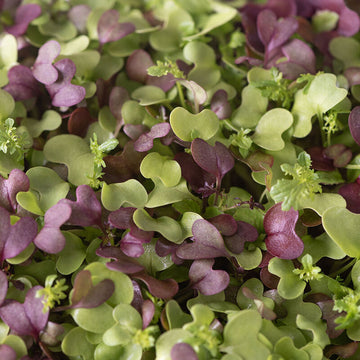 Broccoli, Kale, Kohlrabi, Cabbage and Arugula microgreens seed blend for indoor growing.