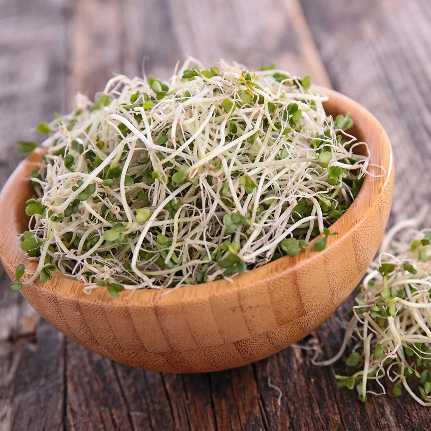 Broccoli sprouting seeds for indoor sprouting and microgreen growing.