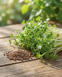 Fresh broccoli sprouts growing in a sprouting tray.