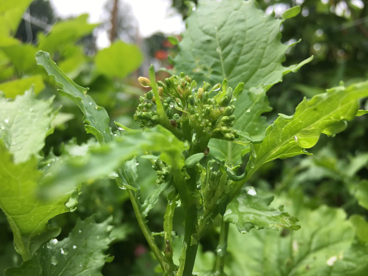 Broccoli Raab Seeds for Planting heirloom & Non-GMO Seeds