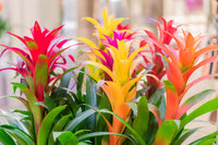 Mixed Bromeliad Tillandsia Plant Seeds-Heirloom & Non-GMO Seeds for planting for planting in home garden