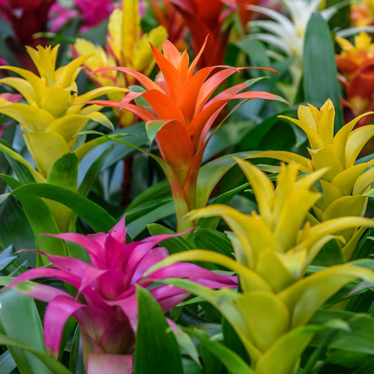 Mixed (Mixed scientific name) for planting in garden