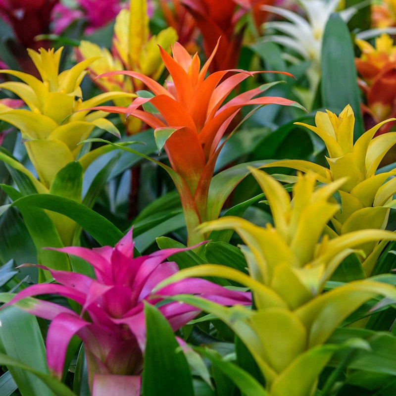 Mixed (Mixed scientific name) for planting in garden