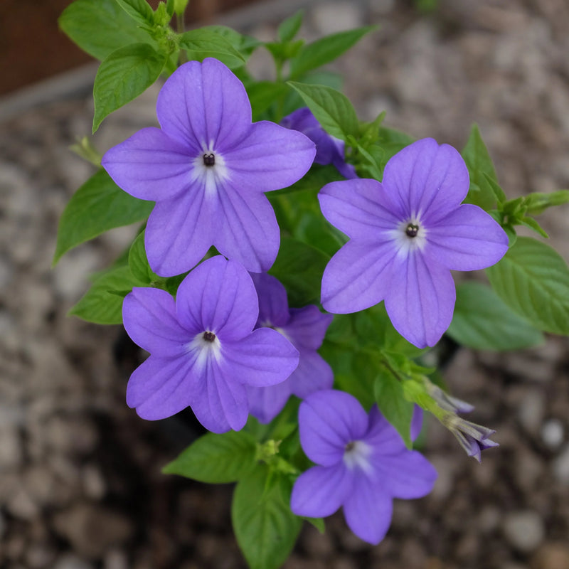 Heirloom Browallia Flower Seeds – Non-GMO Seeds for Colorful Garden Planting