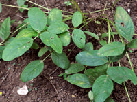 Brown Bambara Groundnut (Vigna subterranea) seeds for planting in home gardens