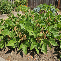 Brown Tepary Bean plants growing in a sunny raised garden bed