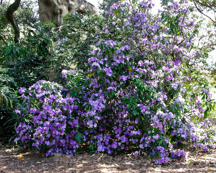 Purple Brunfelsia Pauciflora Flower Seeds for Planting â€“ Heirloom, Non-GMO, Rare Blooms
