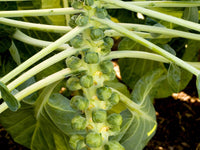 Healthy Brussels sprout plants growing in a sunny garden bed.
