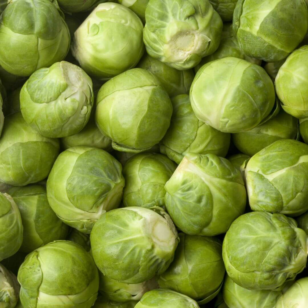 Healthy Brussels Sprouts Churchill plants growing in a home garden