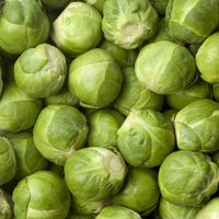 Healthy Brussels Sprouts Churchill plants growing in a home garden