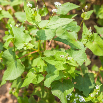 Buckwheat seeds for cover crops and garden planting.