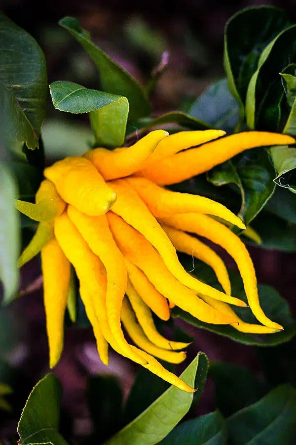 Buddha's Hand Flower Seeds for Planting - NON GMO Seeds