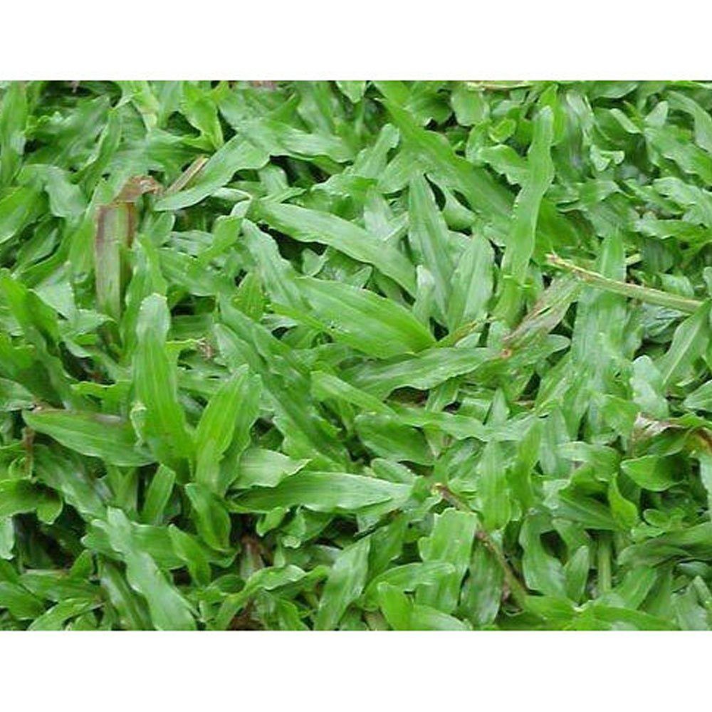 Green Buffalo Grass (Bouteloua dactyloides) ? Premium Drought-Tolerant Lawn Seed