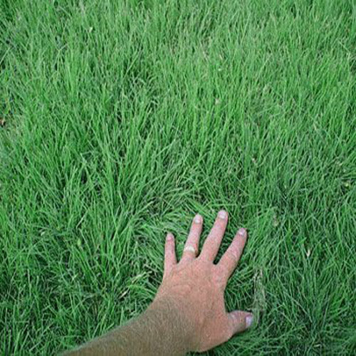 Hand on a patch of green grass