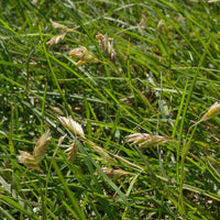 Prairie Buffalo Grass (Bouteloua gracilis) ? Drought-Tolerant, Low-Maintenance Lawn Seed
