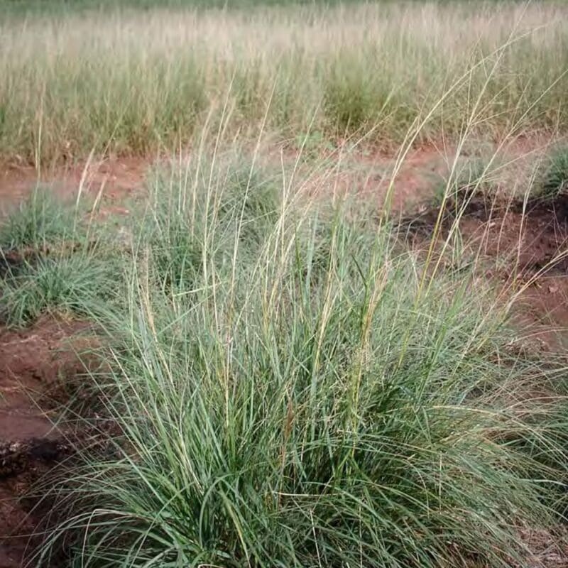 Texas Buffalo Grass (Bouteloua dactyloides var. texana) - Drought-Tolerant, Low-Maintenance Lawn Seed