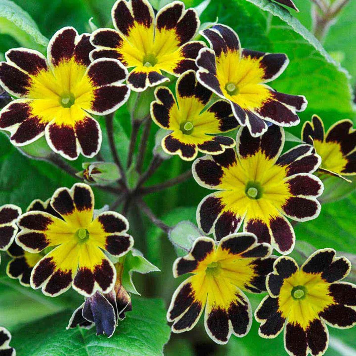 Yellow Black Primrose Flower Seeds 100 pcs